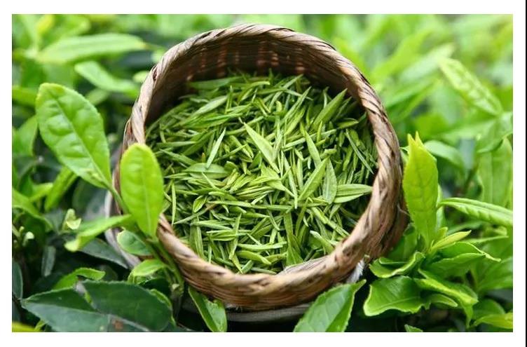 一生只等一壶茶:湄潭翠芽